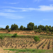 Visita a Bodega, Curso de Enología y Comida para dos (Barcelona)