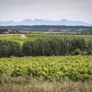Visita a la Bodega Giró Ribot y Degustación para dos (Santa Fe del Penedès, Barcelona)
