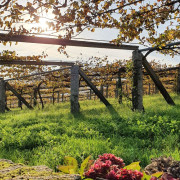 Visita a Bodega Granbazán y Cata de Vinos para dos (Pontevedra)