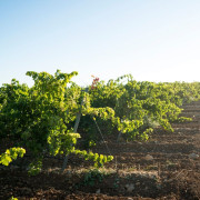 Visita a Bodega Emina Rueda y Cata de 3 Vinos (Medina del Campo, Valladolid)