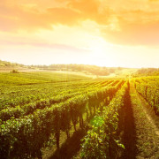 Visita a Bodegas Cañalva con Cata de Vinos y Maridaje para dos (Cáceres, Extremadura)