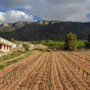 Visita al Museo del Vino con Cata y Tapas para dos en Hacienda del Carche / Casa de la Ermita (Jumilla, Murcia)