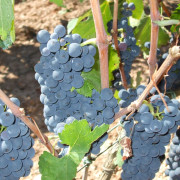 Visita a Bodega con Cata para dos en Celler Grau i Grau (Maians, Barcelona)