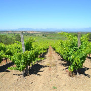 Visita al Celler Empordàlia con Degustación de Vinos y Aceites para dos (Girona)