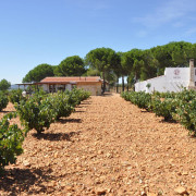 Visita a Bodega La Viña del Abuelo, Degustación de un Vino y una Tapa para dos (Toro, Zamora)