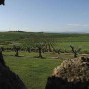 Visita Guiada y Cata en Bodega Laus para dos (Barbastro, Huesca)