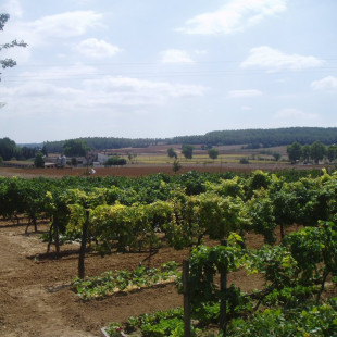 Visita Guiada por Bodega Baronia de Vilademuls y Cata de Vinos para dos (Parets d’Empordà, Girona)