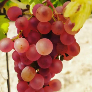 Visita a Bodegues Visendra con Cata de Vinos y Aperitivo para dos (Les Pobles, Tarragona)