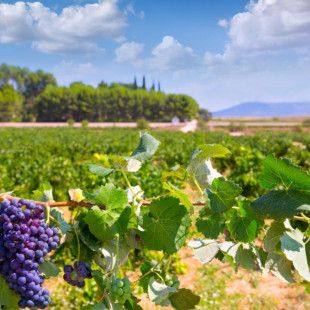 Visita a Viñedos y Bodega Vera de Estenas con Cata de 3 Vinos para dos (Utiel, Valencia)