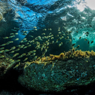 Classe Découverte de Plongée et Snorkeling (Bonifacio, Corse-du-Sud - 20)