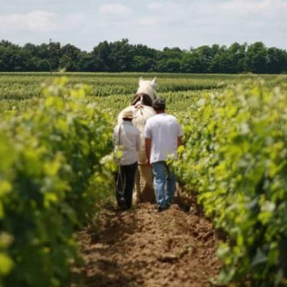 Spécial Aladinia : Visite de Vignoble Immersive avec Dégustation pour deux au Château Vieux Mougnac (Saint-Émilion, Gironde - 33)