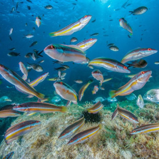 Classe Découverte de Plongée et Snorkeling (Bonifacio, Corse-du-Sud - 20)
