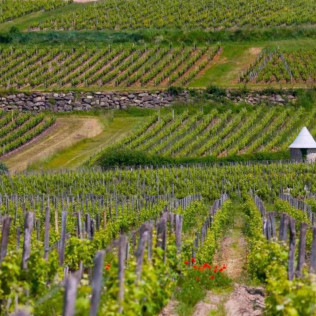 Atelier d’Initiation à la Dégustation de Vins de Bordeaux en Duo dans un Château (Cadaujac, Gironde- 33)