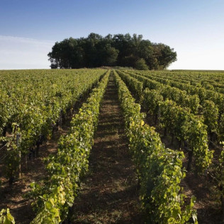 Atelier Mets et Vins en Duo au Château de Ferrand (Saint-Émilion, Gironde - 33)