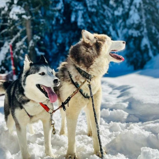 Balade Premium en Chiens de Traîneaux au Plateau de la Croix avec Pause Repas (Saint-Gervais-les-Bains, Haute-Savoie - 74)