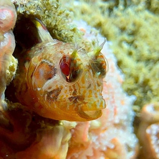 Baptême de Plongée dans le Bassin d’Arcachon (Mios, Gironde - 33)
