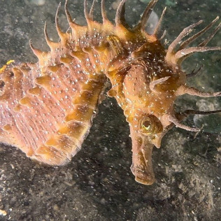 Baptême de Plongée dans le Bassin d’Arcachon (Mios, Gironde - 33)