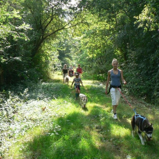 Cani-Randonnée avec des chiens nordiques (Chênehutte, Maine-et-Loire - 49)