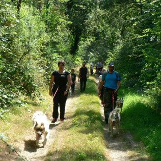 Cani-Randonnée avec des chiens nordiques (Chênehutte, Maine-et-Loire - 49)