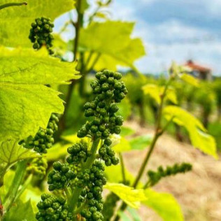 Dégustation de Vins et Assiette gourmande pour deux (Vingrau, Pyrénées-Orientales - 66)