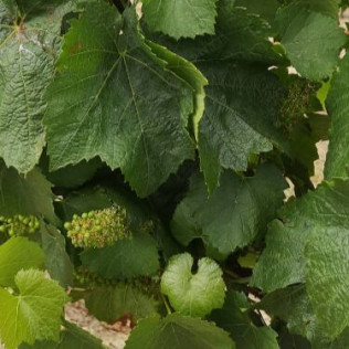 Cours d'Œnologie 3 niveaux (Saint-Herblain, Loire-Atlantique - 44 )