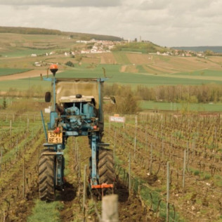 Visite de la Cave et du Domaine Harlin avec Dégustation de Champagne (Mareuil-le-Port, Marne - 51)