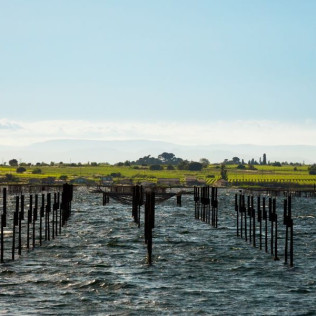 Balade en Bateau avec Dégustation d'Huîtres (Marseillan, Hérault - 34)