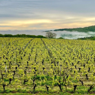 Découverte du Métier de Vigneron pour deux au Domaine Joseph Lafarge (Lugny, Bourgogne- 71)