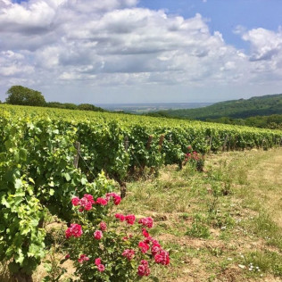 Découverte du Métier de Vigneron pour deux au Domaine Joseph Lafarge (Lugny, Bourgogne- 71)