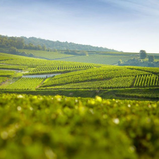 Initiation et Dégustation de Champagne pour deux (Reims, Marne - 51)