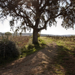 Visite et Dégustation de Vins au Château Capion (Gignac, Hérault - 34)