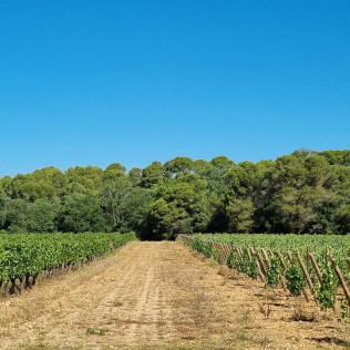 Visite et Dégustation de Vins au Château Capion (Gignac, Hérault - 34)