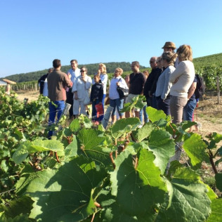 Visite et Dégustation de Vin Mâcon pour deux au Château de la Greffière (La Roche Vineuse, Bourgogne - 71)