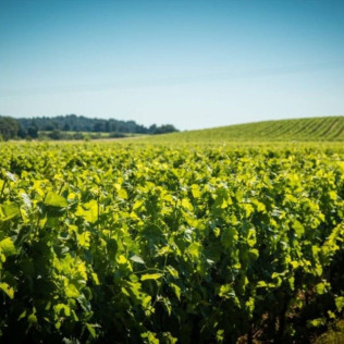 Visite du Domaine et Dégustation de Vins au Château Auzias Paretlongue (Pennautier, Aude - 11)