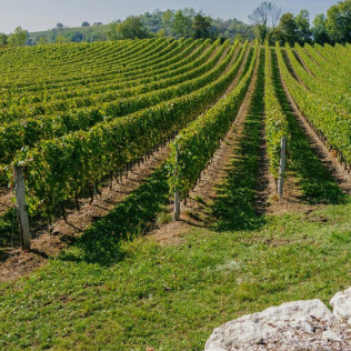 Dégustation Découverte de Vins et de Mets Locaux pour deux (Lisle-sur-Tarn, Tarn - 81)