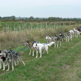 Doggy Kart avec des chiens nordiques (Chênehutte, Maine-et-Loire - 49)