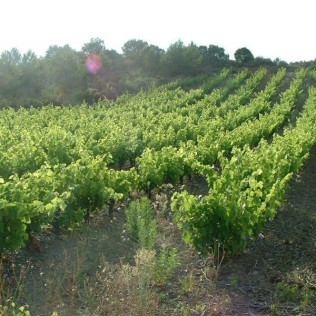 Dégustation de Vins et Assiette gourmande pour deux (Vingrau, Pyrénées-Orientales - 66)