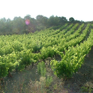 Séjour en Gîte au Domaine Vents du Sud (Vingrau, Pyrénées-Orientales - 66)