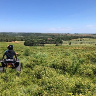 Visite d'un Vignoble en Quad avec Dégustation de Vin (Baixas, Pyrénées-Orientales - 66)