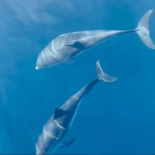 Excursion en Mer avec Observation des Dauphins au Sanctuaire Pelagos (Saint-Raphaël, Var - 83)
