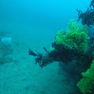 Chasse au Trésor Aquatique (Fréjus, Var - 83)