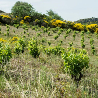 Initiation à la Dégustation des Vins pour deux (Cascatel-des-Corbières, Aude - 11)