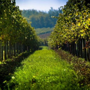 Escapade Œnologique avec Dîner et Dégustation de Vins avec Secrets de Vignobles (Arbois, Jura - 39)