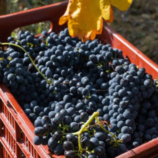 Séjour Gastronomique avec Dîner et Visite de la Cave au Château et Village Castigno 5* (Assignan, Hérault - 34)