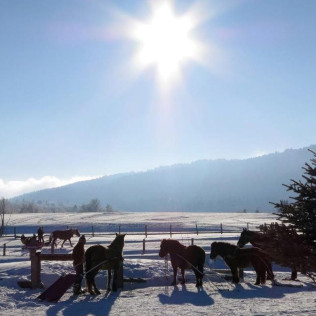 Balade en Traîneau à Cheval Privatisé Grand Nord (La Féclaz, Savoie - 73)