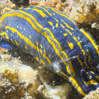 Initiation à la Plongée PE12 dans le Bassin d’Arcachon (Mios, Gironde - 33)