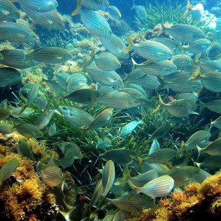 Pack Découverte de Plongée dans la baie de Villefranche (Nice, Alpes-Maritimes- 06)