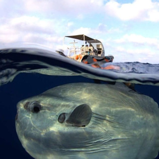 Baptême de Plongée en Bouteille avec Vidéo dans le Golfe de Saint-Tropez (Sainte-Maxime, Var- 83)