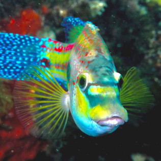 Snorkeling et Randonnée Palmée (Calvi, Corse - 20)