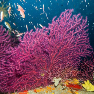 Snorkeling et Randonnée Palmée (Calvi, Corse - 20)
